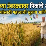 काढणीच्या उंबरठ्यावर असलेल्या पिकांचे संरक्षण कसे कराल? शेतकऱ्यांसाठी महत्त्वाची सूचना आणि उपाय!