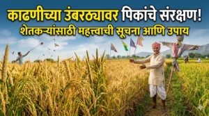 काढणीच्या उंबरठ्यावर असलेल्या पिकांचे संरक्षण कसे कराल? शेतकऱ्यांसाठी&hellip;